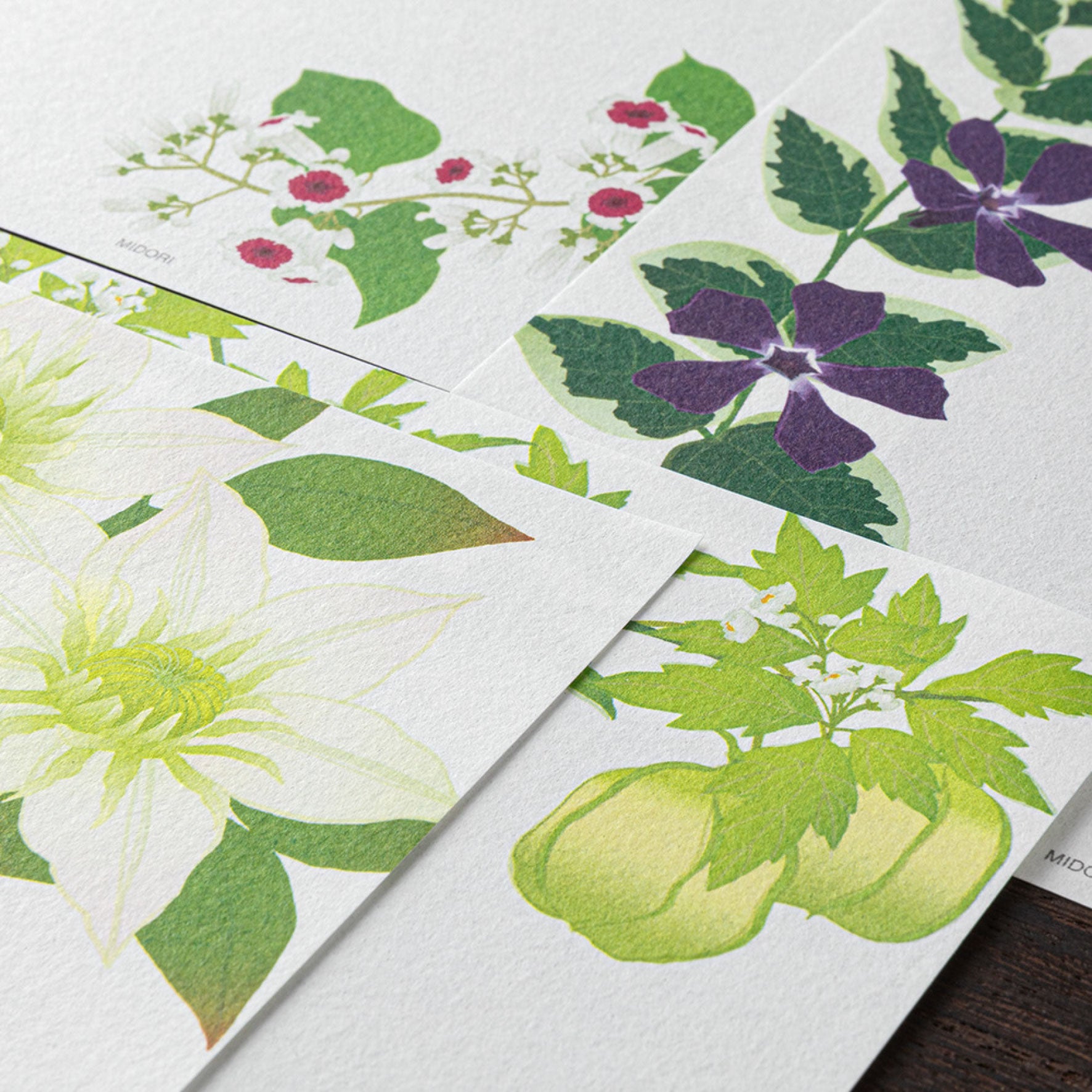 Midori - Letter Set - Kami - Summer Flowers